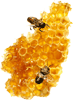 Honey bee and comb